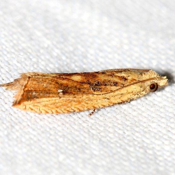2709 Bactra priapeia Lake Kissimme St Pk Fl 2-27-13