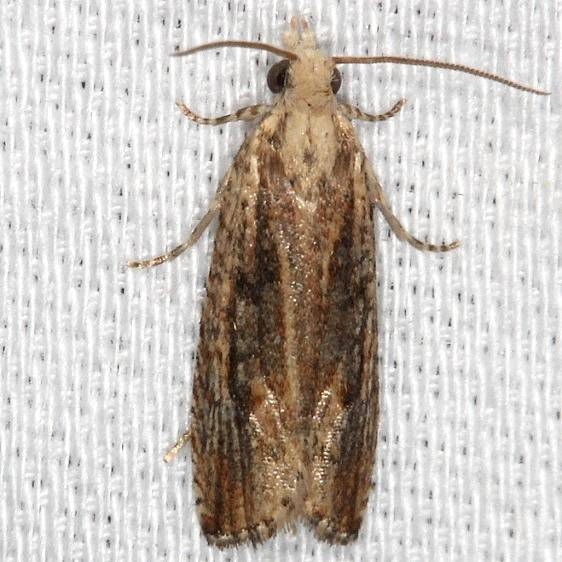 2710.97 Unidentified Bactra Moth NABA Gardens Mission Texas 11-4-13
