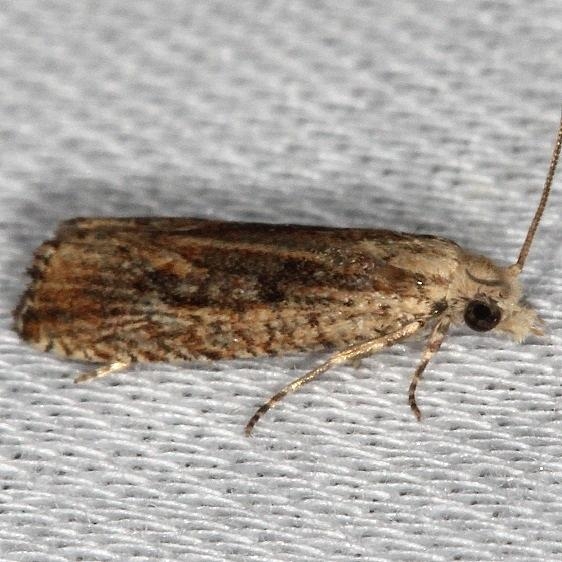 2710.97 Unidentified Bactra Moth NABA Gardens Mission Texas 11-4-13