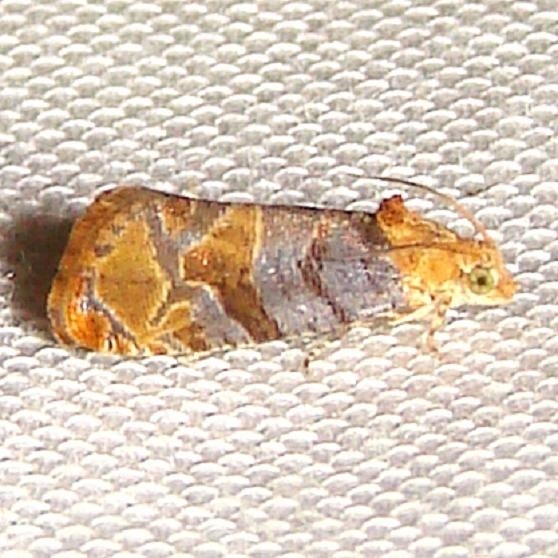 2711 Tulip-tree Leaftier Moth Jenny Wiley Ky 4-26-12