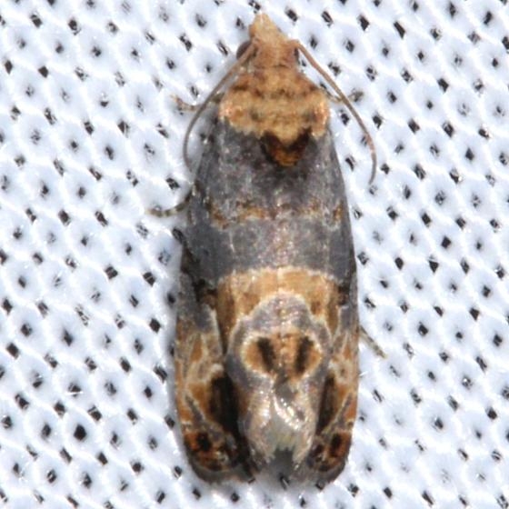 2711 Tulip-tree Leaftier Moth yard 4-20-12