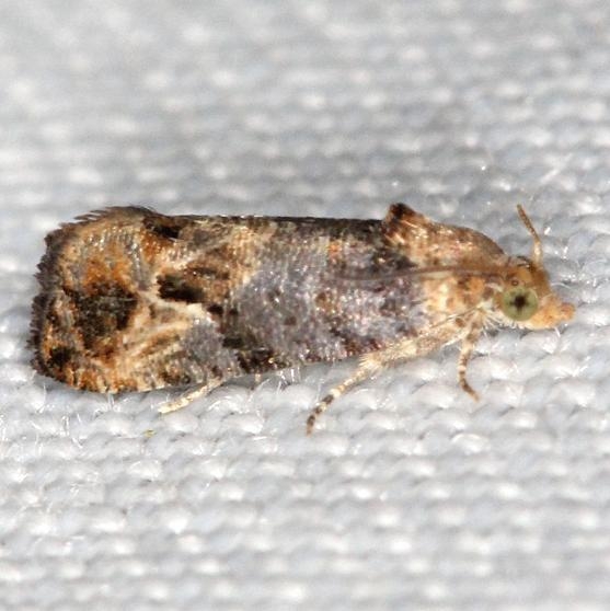 2711 Tuliptree Leaftier Moth yard 6-5-13