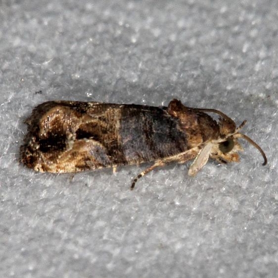 2712 Grape Berry Moth Big Lagoon St Pk Fl 9-12-18 (13)_opt