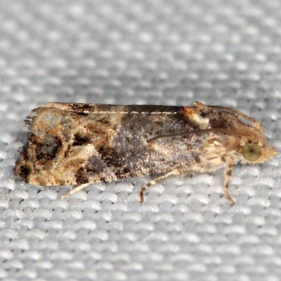 2712 Grape Berry Moth yard 5-30-13