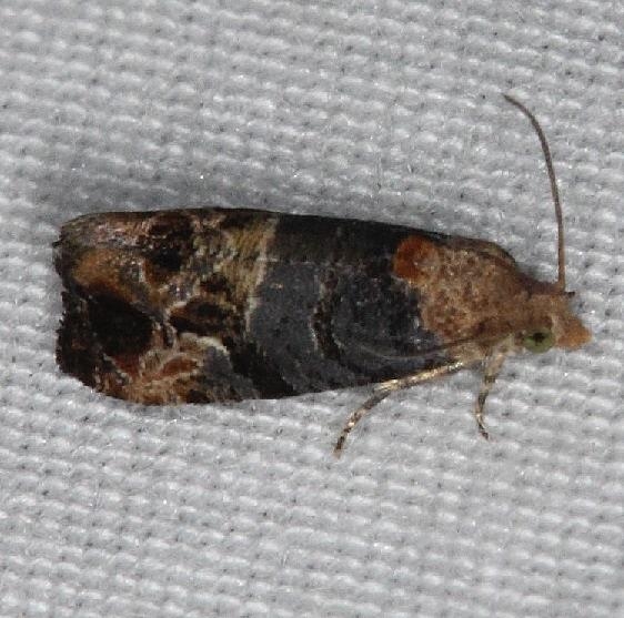 2712 Grape Berry Moth yard 6-7-14