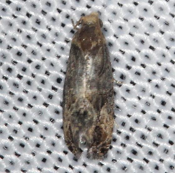 2712 Grape Berry Moth yard 8-12-13