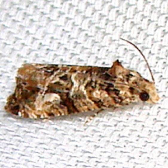 2714-Paralobesia-sambuci-Paynes-Prairie-St-Pk-Fl-3-22-12