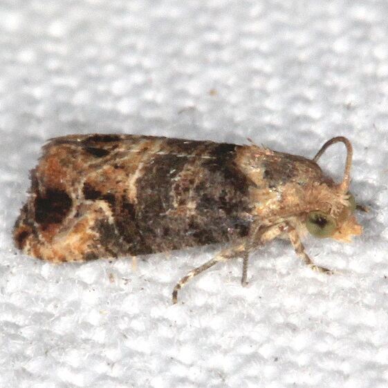 2714 Paralobesia sambuci-tentative-Lake Kissimee St Pk Fl 3-2-22
