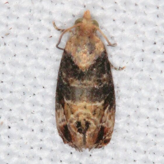 2714-Paralobesia-sambuci-tentative-Lake-Kissimee-St-Pk-Fl-3-2-22-2