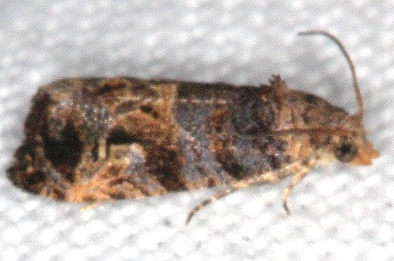 2716-Paralobesia-rhoifructana-Cypress-Glenn-Silver-Lk-Fl-3-21-23