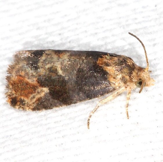 2716 Paralobesia rhoifructana-Shawnee-St Pk Cabin1 Oh 5-24-23