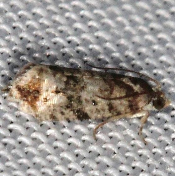 2717 Paralobesia yaracana worn tentative Lake of the Woods Ontario 7-21-16 (2)_opt (1)