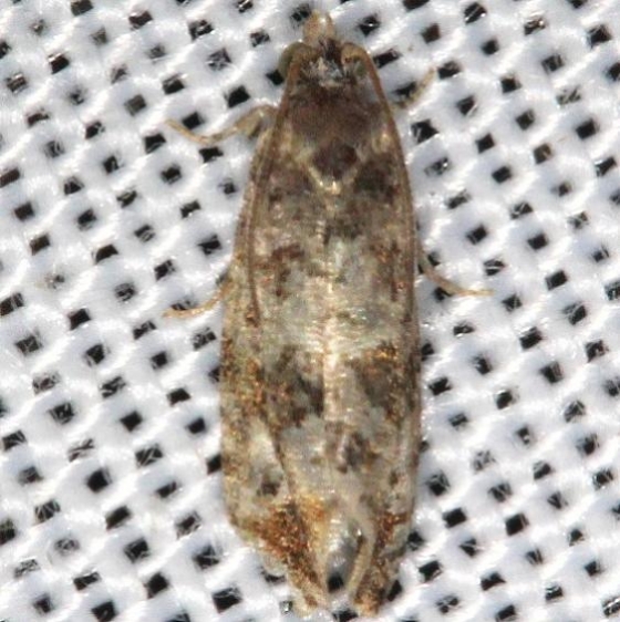 2717 Paralobesia yaracana worn tentative Lake of the Woods Ontario 7-21-16 (3)_opt (1)