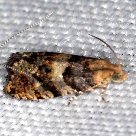 2720 Paralobesia palliolana Thunder Lake Mich UP 6-24-13