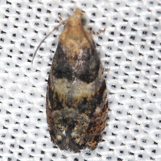 2720 Paralobesia palliolana Thunder Lake Mich UP 6-24-13