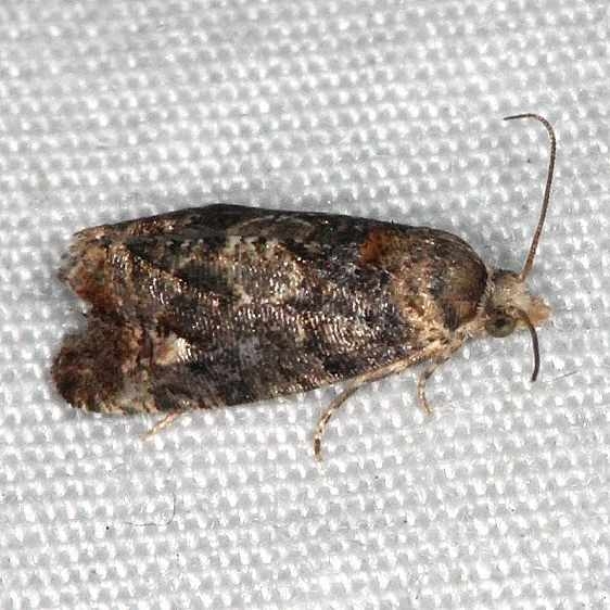 2723 Paralobesia vernoniana yard 7-22-14