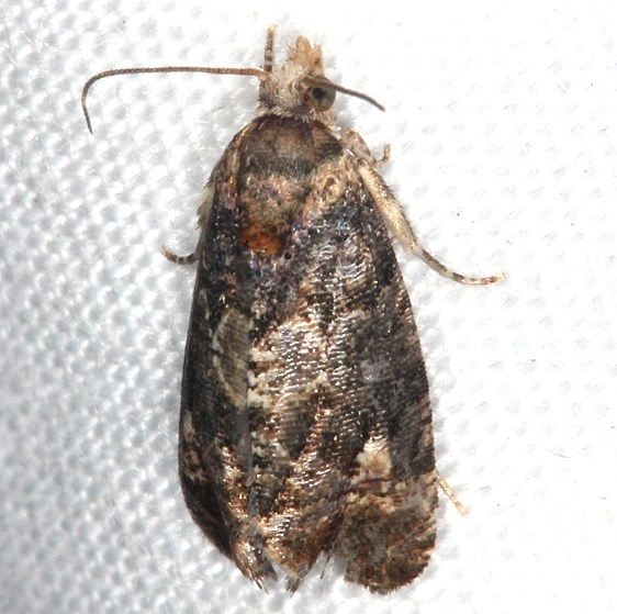 2723 Paralobesia vernoniana yard 7-22-14