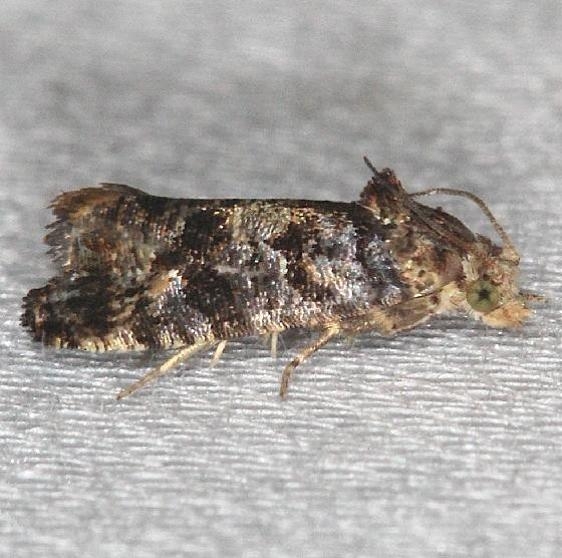 2725  Paralobesia slingerlandana tentativeyard 7-19-13