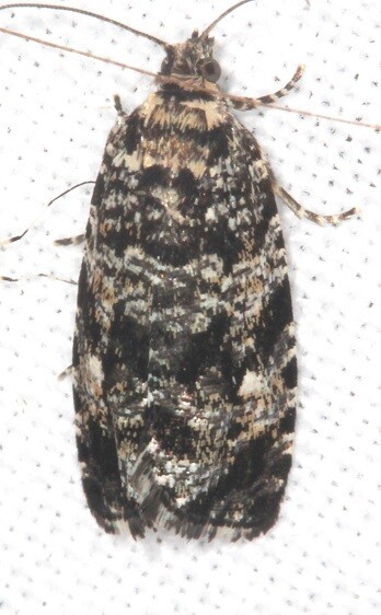 2725.97 Unidentified Paralobesia BG Possibly P. slingerlandana-Goose Bay Camp Lac Seul Canada 7-30-22
