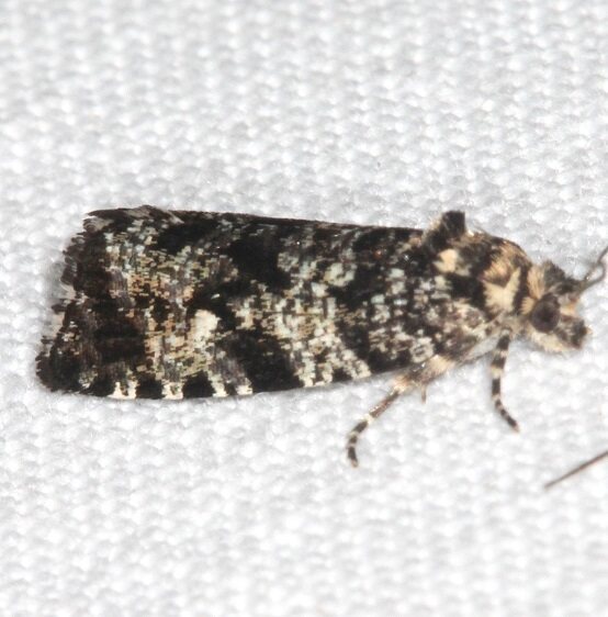 2725.97-Unidentified-Paralobesia-BG-Possibly-P.-slingerlandana-Goose-Bay-Camp-Lac-Seul-Canada7-30-22-2