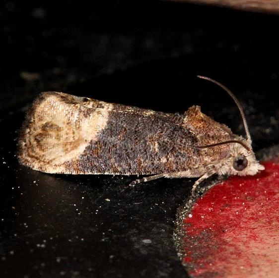 2727 Paralobesia cyclopiana Hidden Lake Everglades 2-18-14
