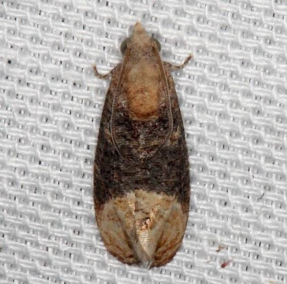 2727 Paralobesia cyclopiana Mahogony Hammock 2-18-14