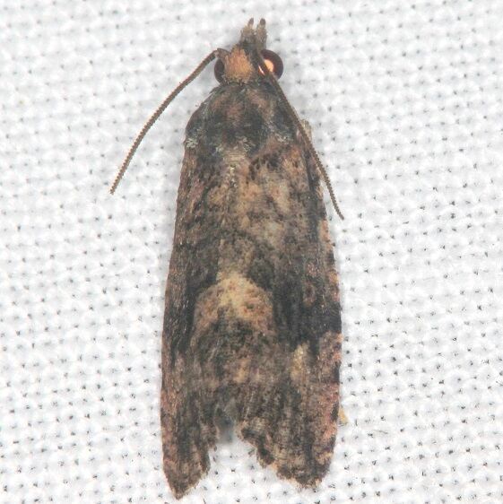 2727.97 Unidentified Paralobesia-BG-Collier Seminole St Pk Fl 3-9-22
