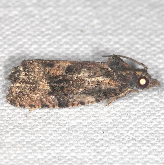 2727.97-Unidentified-Paralobesia-BG-Collier-Seminole-St-Pk-Fl-3-9-22-2