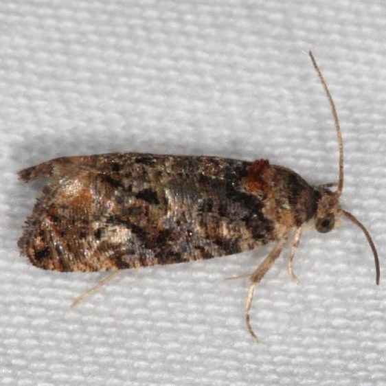 2727.97 Unidentified Paralobesia Moth yard 5-25-15