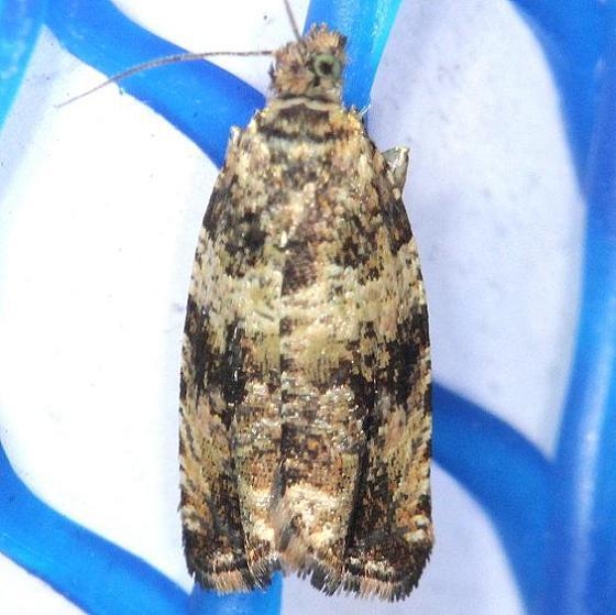 2728 Lobesia carduana yard 5-19-13