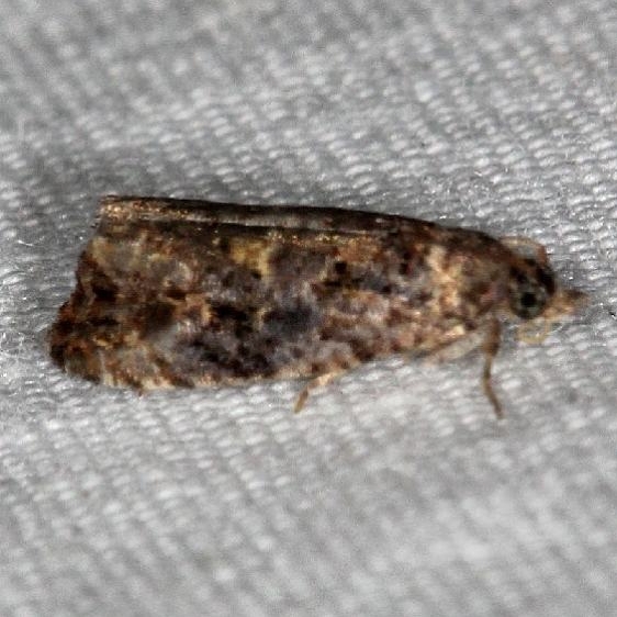 2732 Endothenia montanana yard 9-9-14