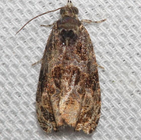 2738 Dull-barred Endothenia yard 8-7-12