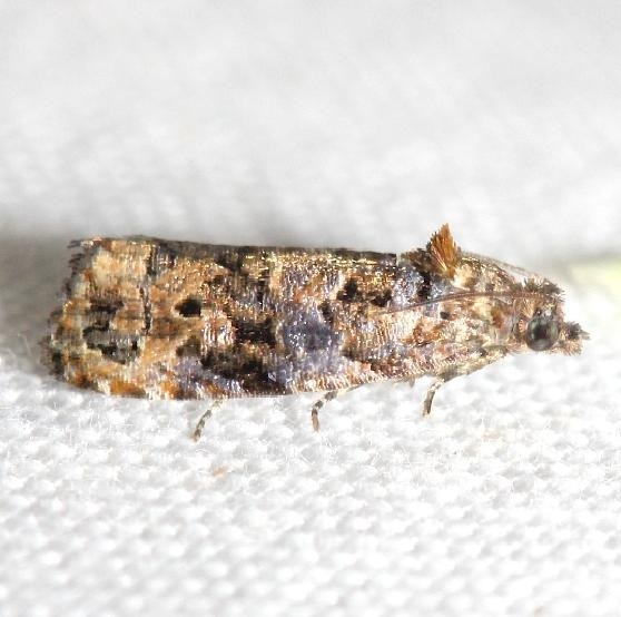 2738 Verbena Bud Moth yard 5-29-12