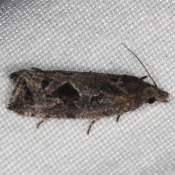 2743 Endothenia nubilana Huffman Prairie WPAFB Dayton Oh 7-27-14