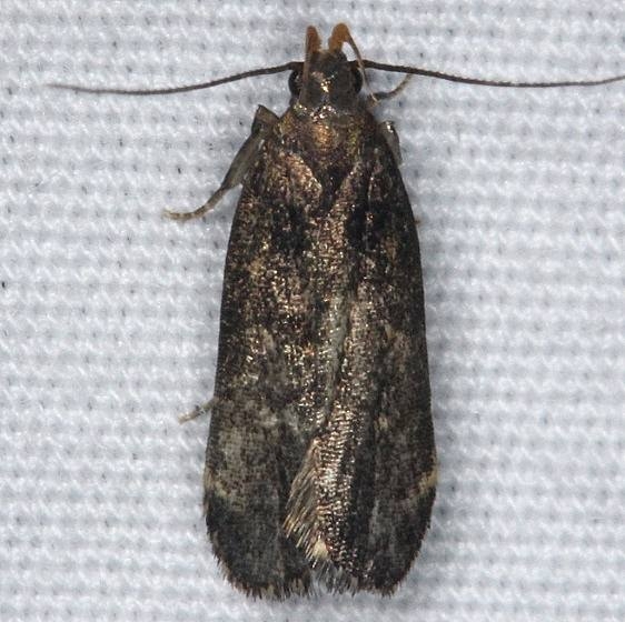 2743 Endothenia nubilana Huffman Prairie WPAFB Dayton Oh 7-27-14