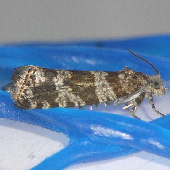 2745 Spruce Needleminer Moth yard 5-16-13