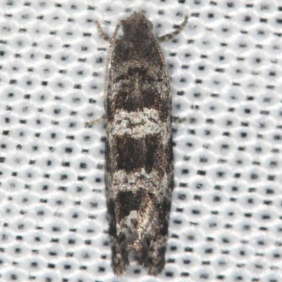 2745 Spruce Needleminer Moth yard 6-10-13