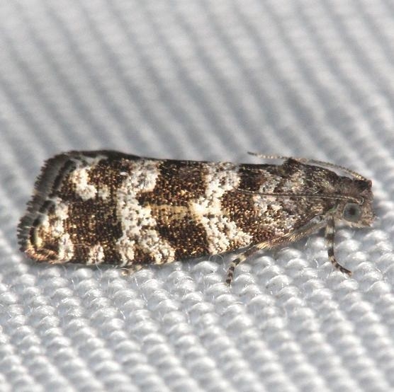 2745 Spruce Needleminer Moth yard 6-10-13