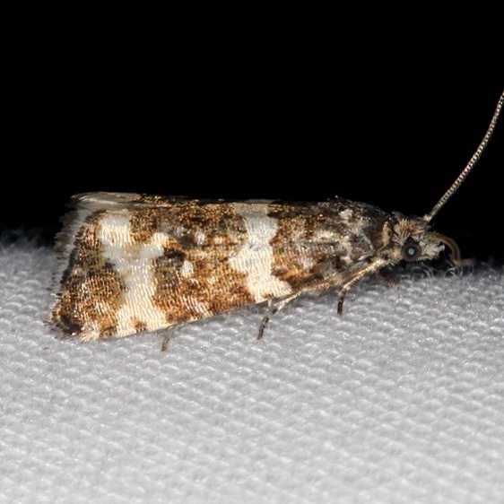 2745 Spruce Needleminer variation maybe Moth Lake of the Woods Ash Rapids Lodge 7-16-17 (31)_opt
