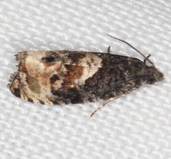 2747 Impudent Hulda Moth Lake of the Woods Ontario 7-20-16 (175a)_opt
