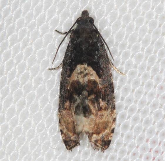 2747 Impudent Hulda Moth Lake of the Woods Ontario 7-20-16 (176a)_opt