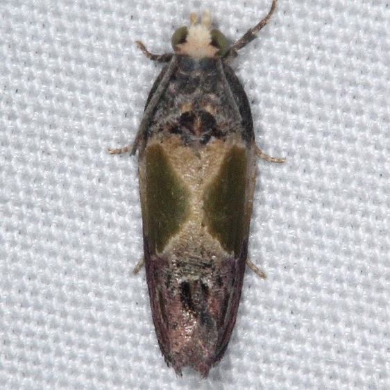 2749 Sculptured Moth yard 8-18-15