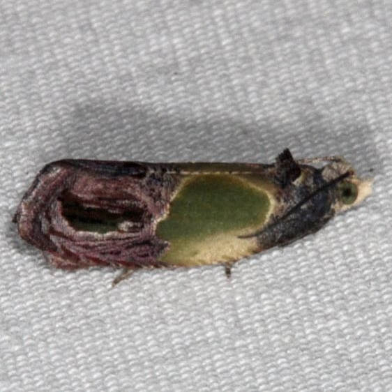 2749 Sculptured Moth yard 7-14-15