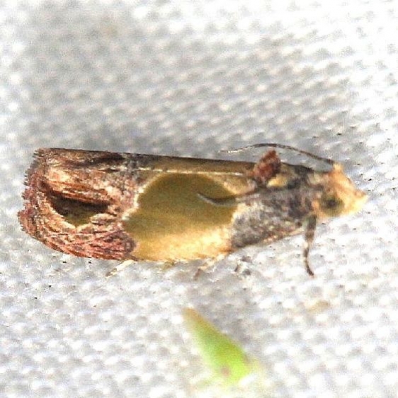 2749 Sculptured Moth yard 5-28-12
