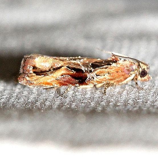 2750 Broken-line Zomaria Moth Little Talbot Island State Park Fla 2-19-13