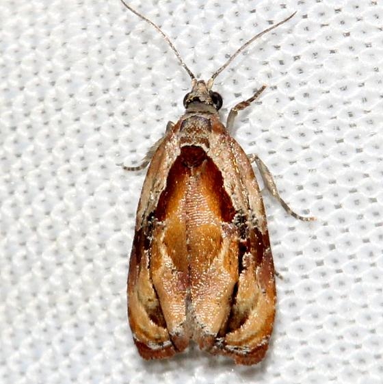 2750 Broken-line Zomaria Moth Ochlockonee River St Pk Fl 3-27-13