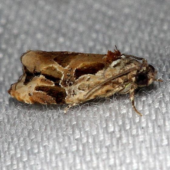 2750 Zomaria interruptolineana Aleaxander Springs Ocala Natl Forest 3-19-13