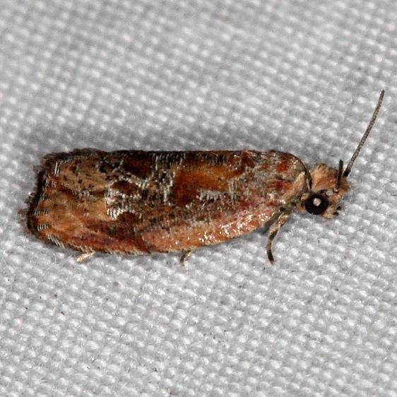 2751 Zomaria rosaochreana Jonathan Dickinson St Pk Fl 3-6-17 (2)_opt