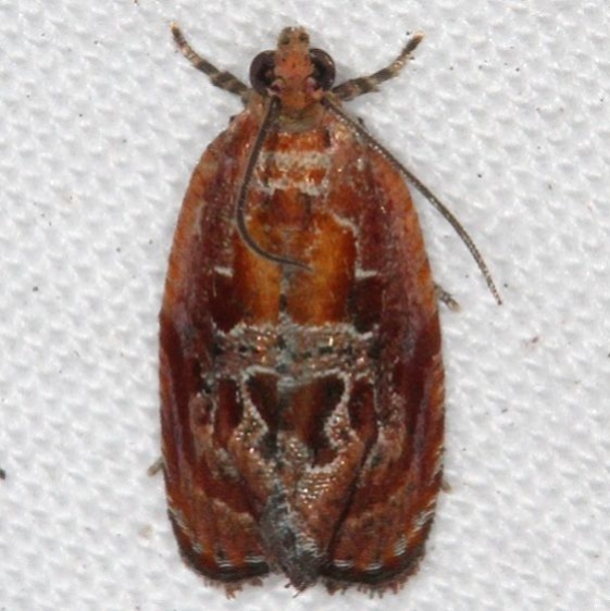 2751 Zomaria rosaochreana Jonathan Dickinson St Pk Fl 3-6-17_opt