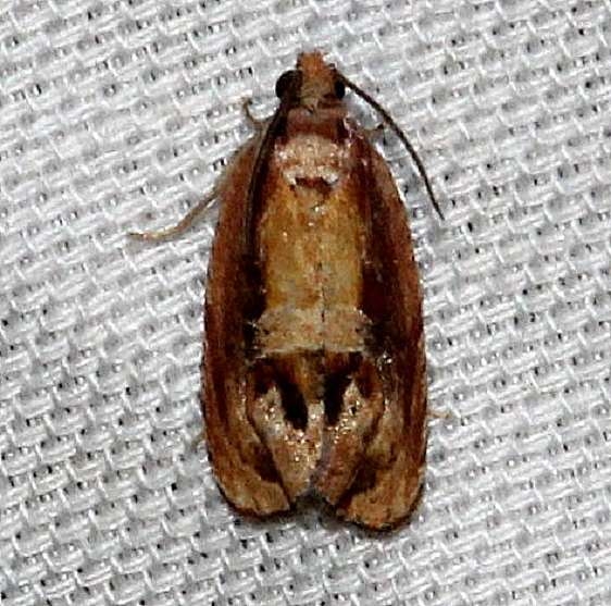 2751 Zomaria rosaochreana Kissimmee Prairie St Pk 3-11-13